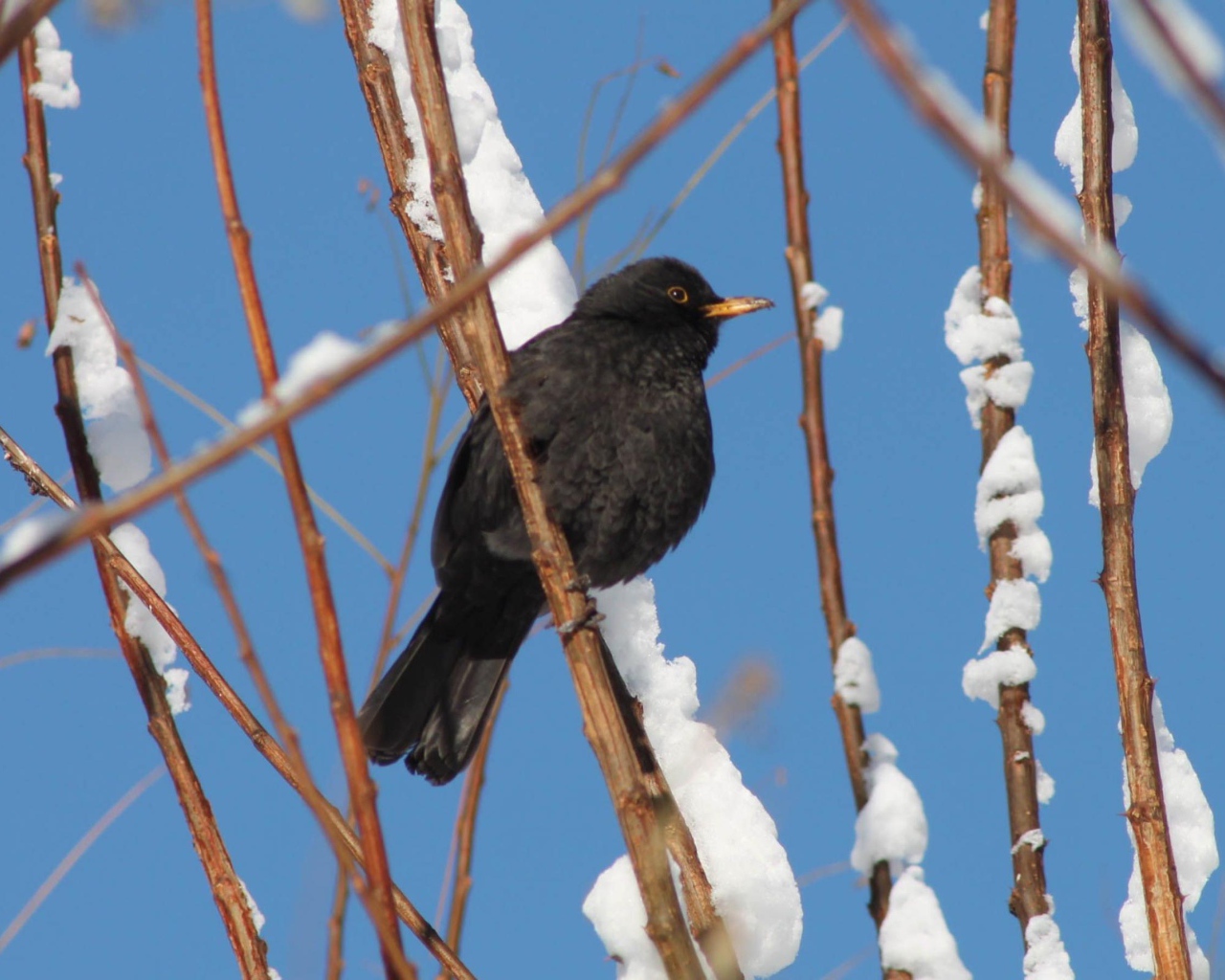 Черная птичка