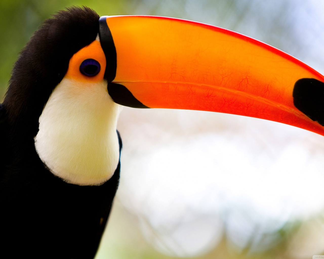 Карибский тукан