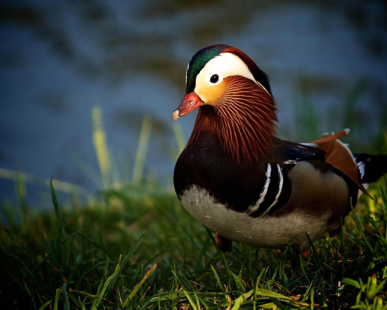 Утка в траве у озера