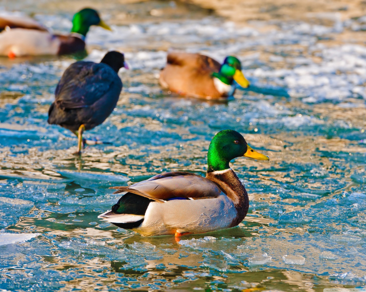 Утки в ледяной воде