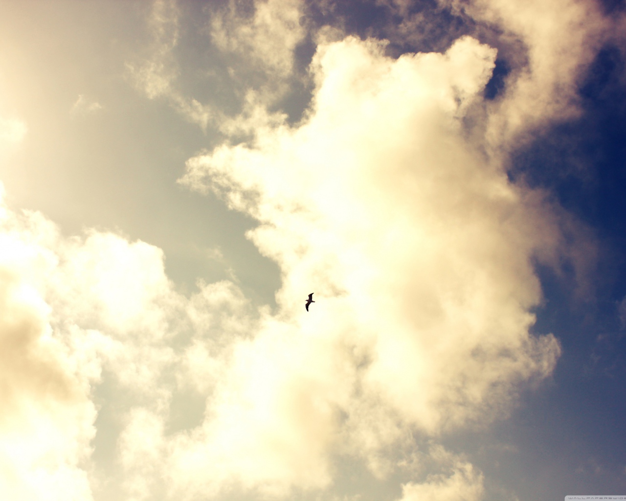 Одинокая птица в небе