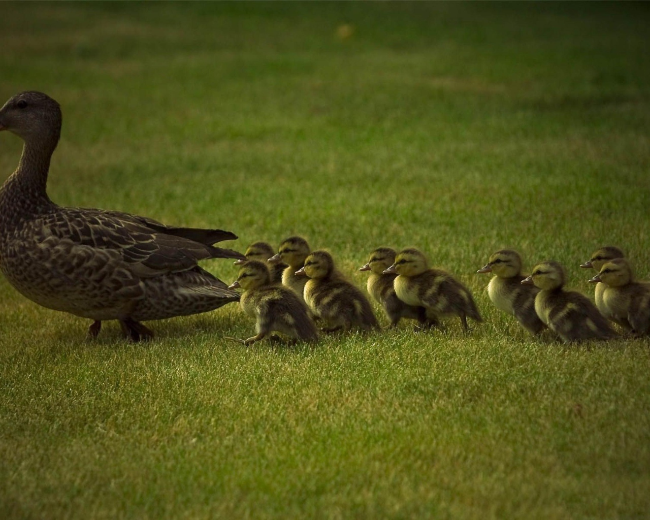 Мама утка и утята