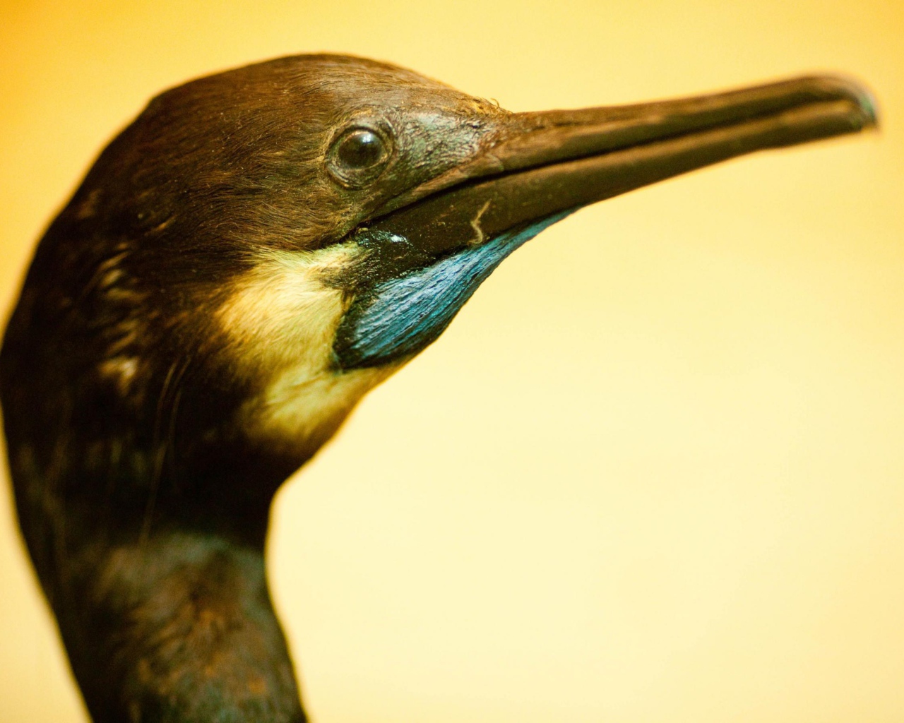 Смешная птица