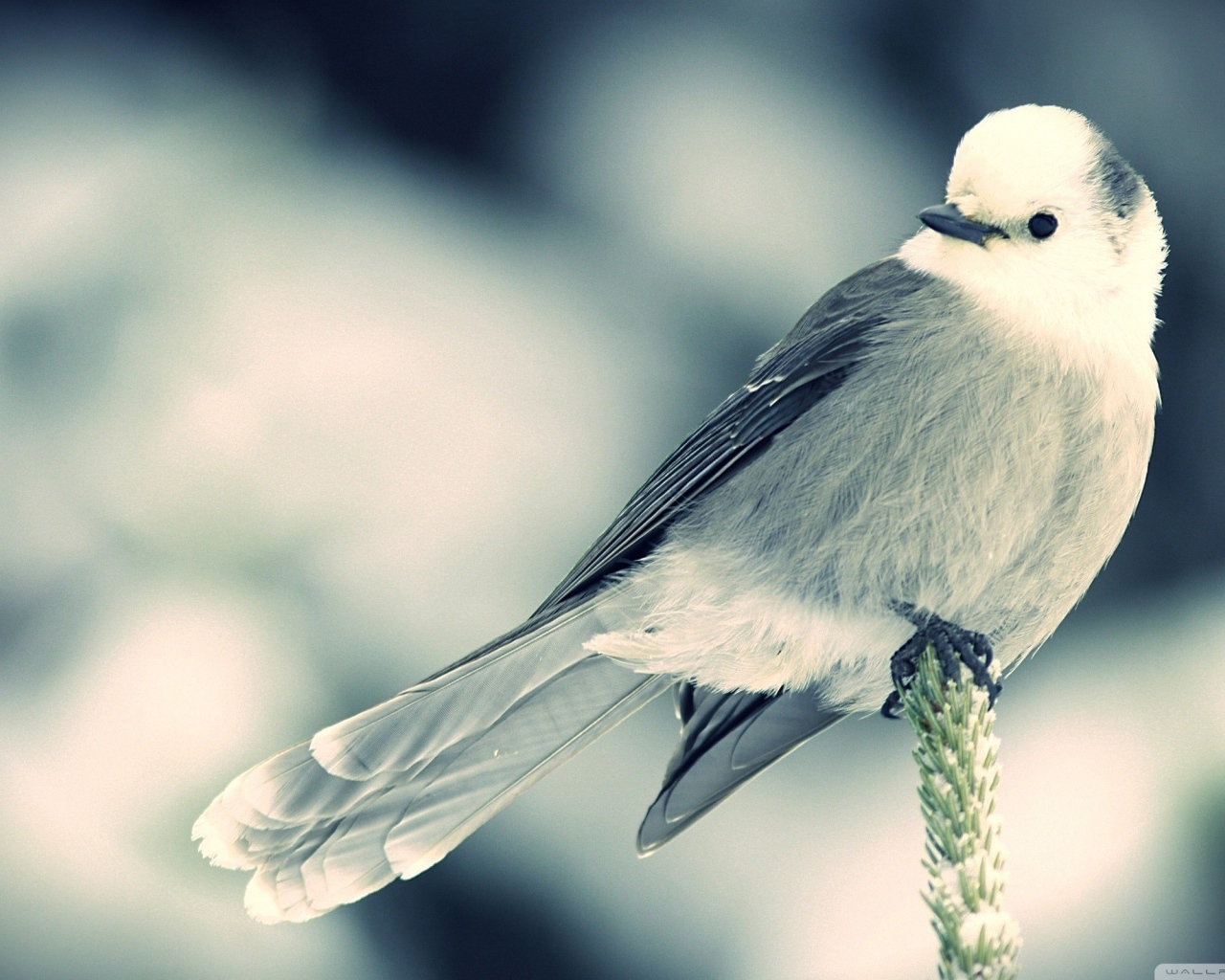 Маленькая белая птица