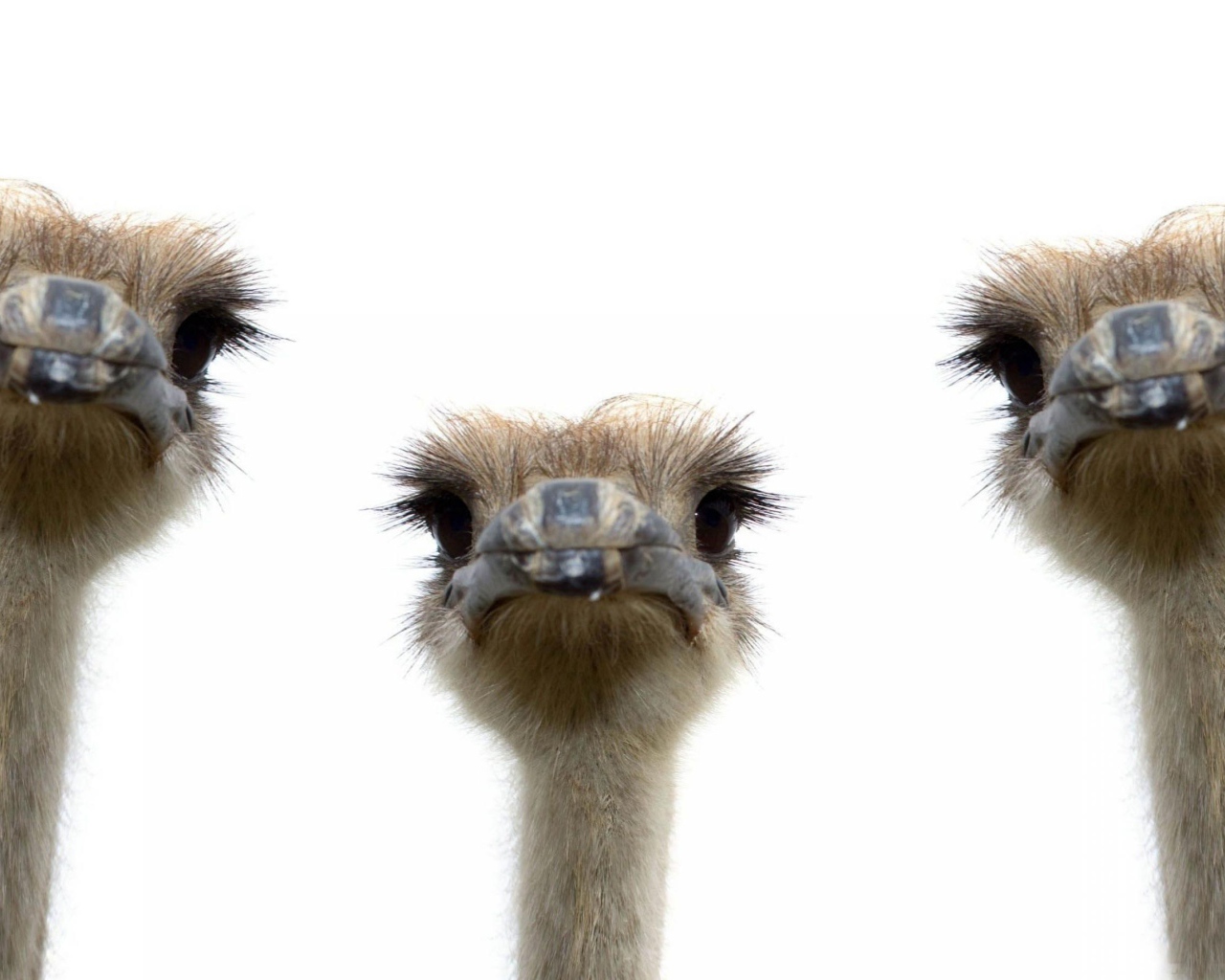 Три страуса