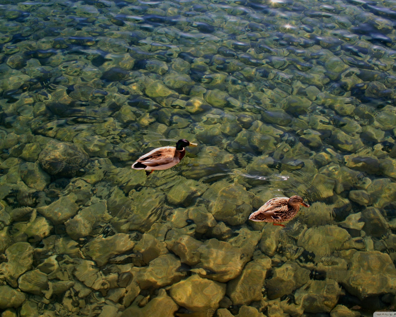 Дикие утки на воде