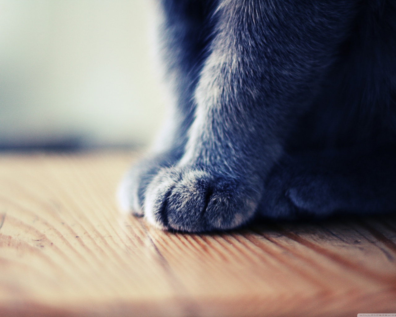 Серенькие лапки