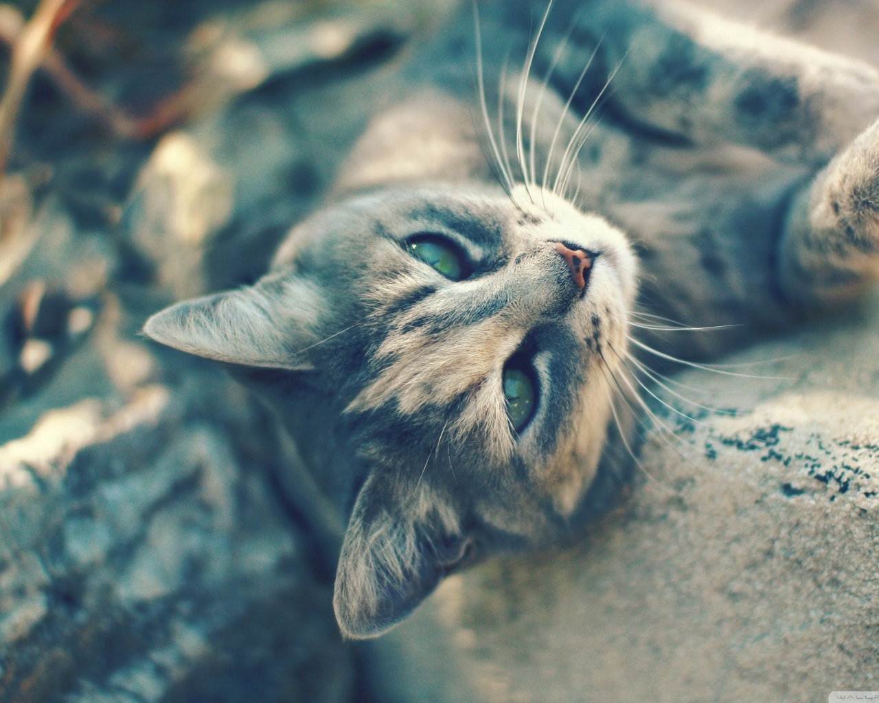 Игривый котенок на камнях