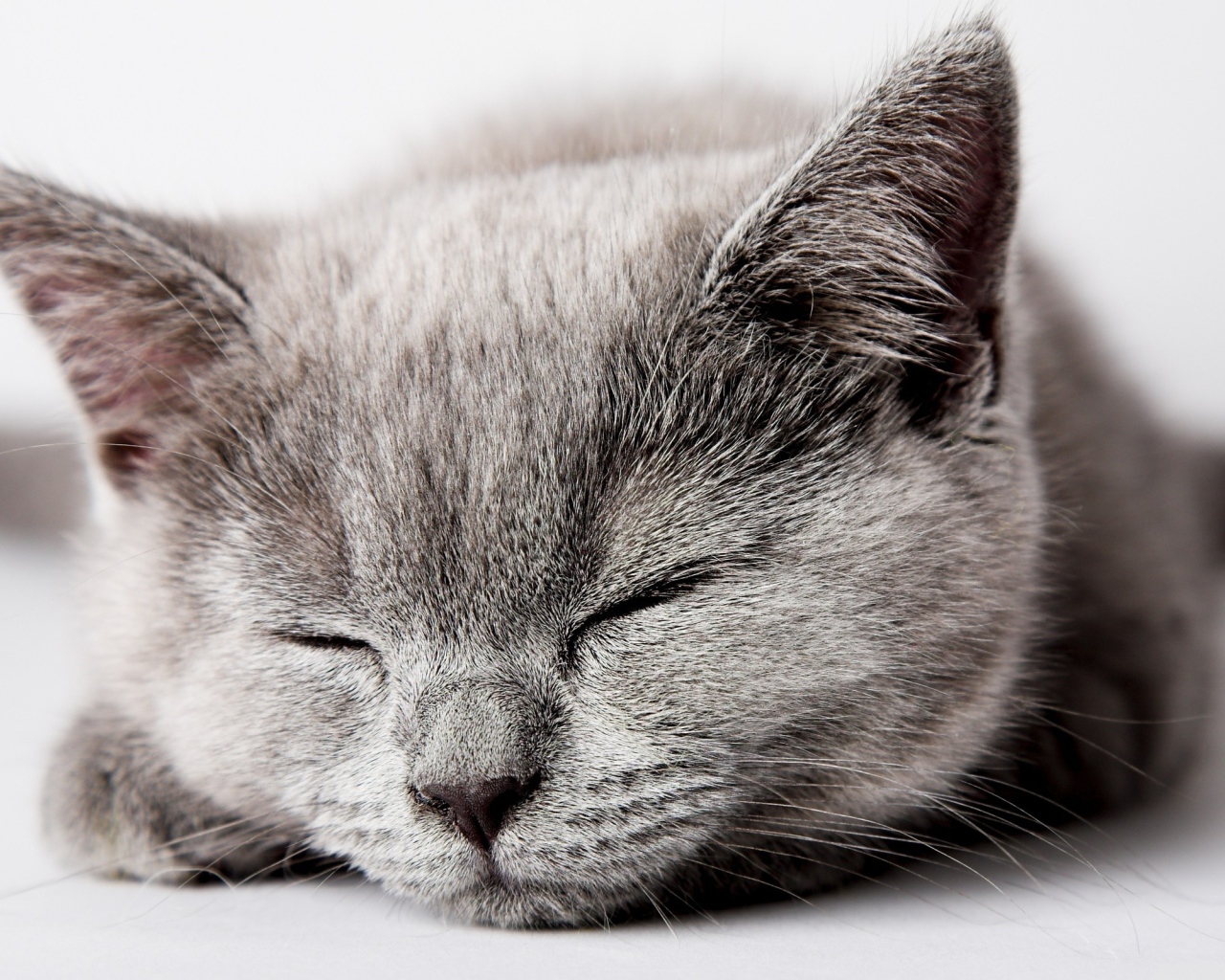 Спящий серый котенок