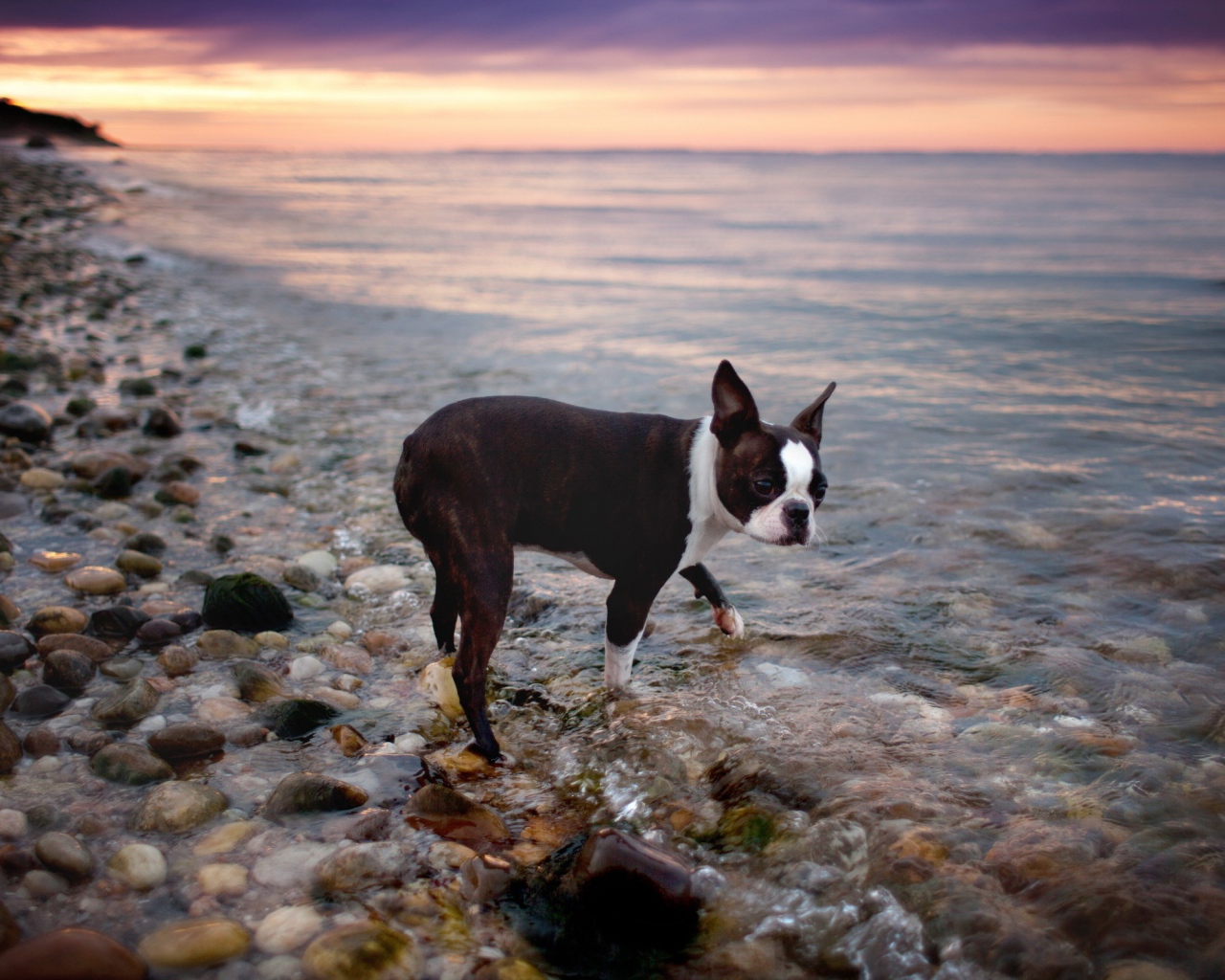 Черный пес у моря