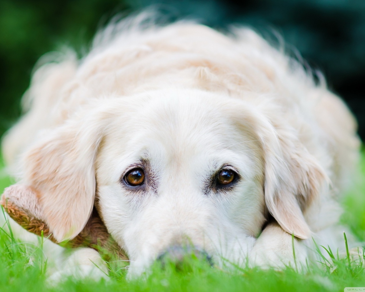 Собака на траве