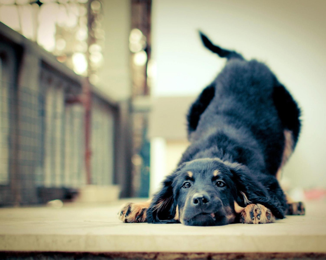 Игривая собака