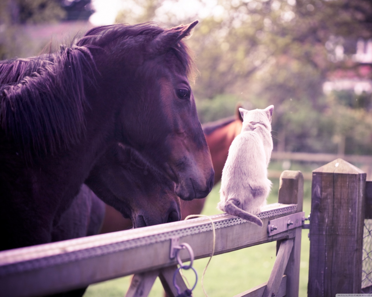 Лошадь и кошка