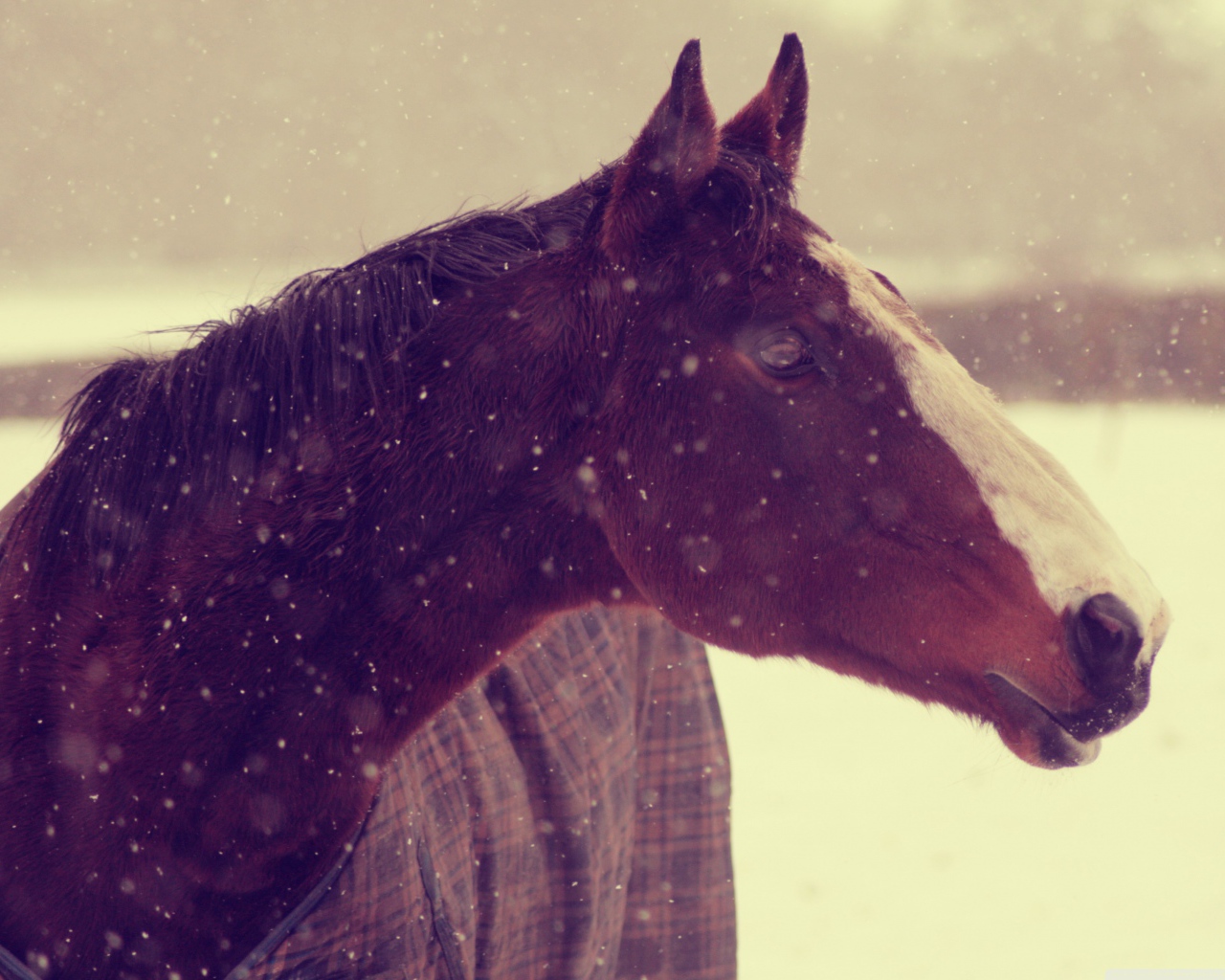 Лошадь зимой