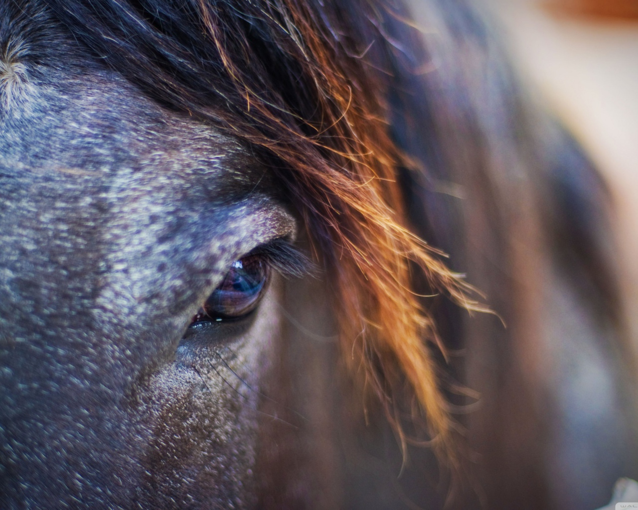 Лошадиный взгляд