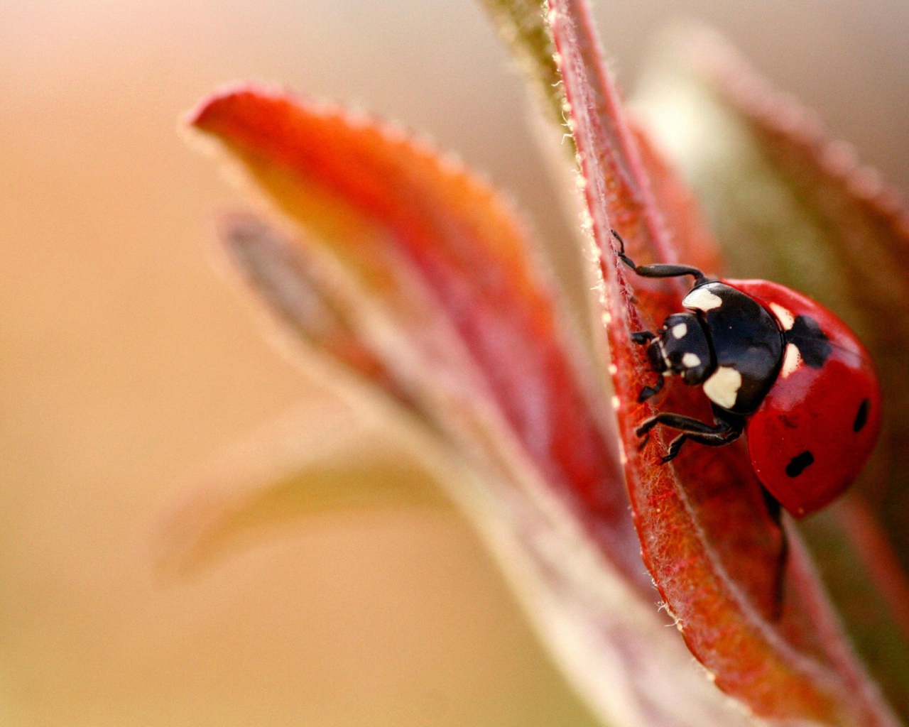 Божья коровка на листочке