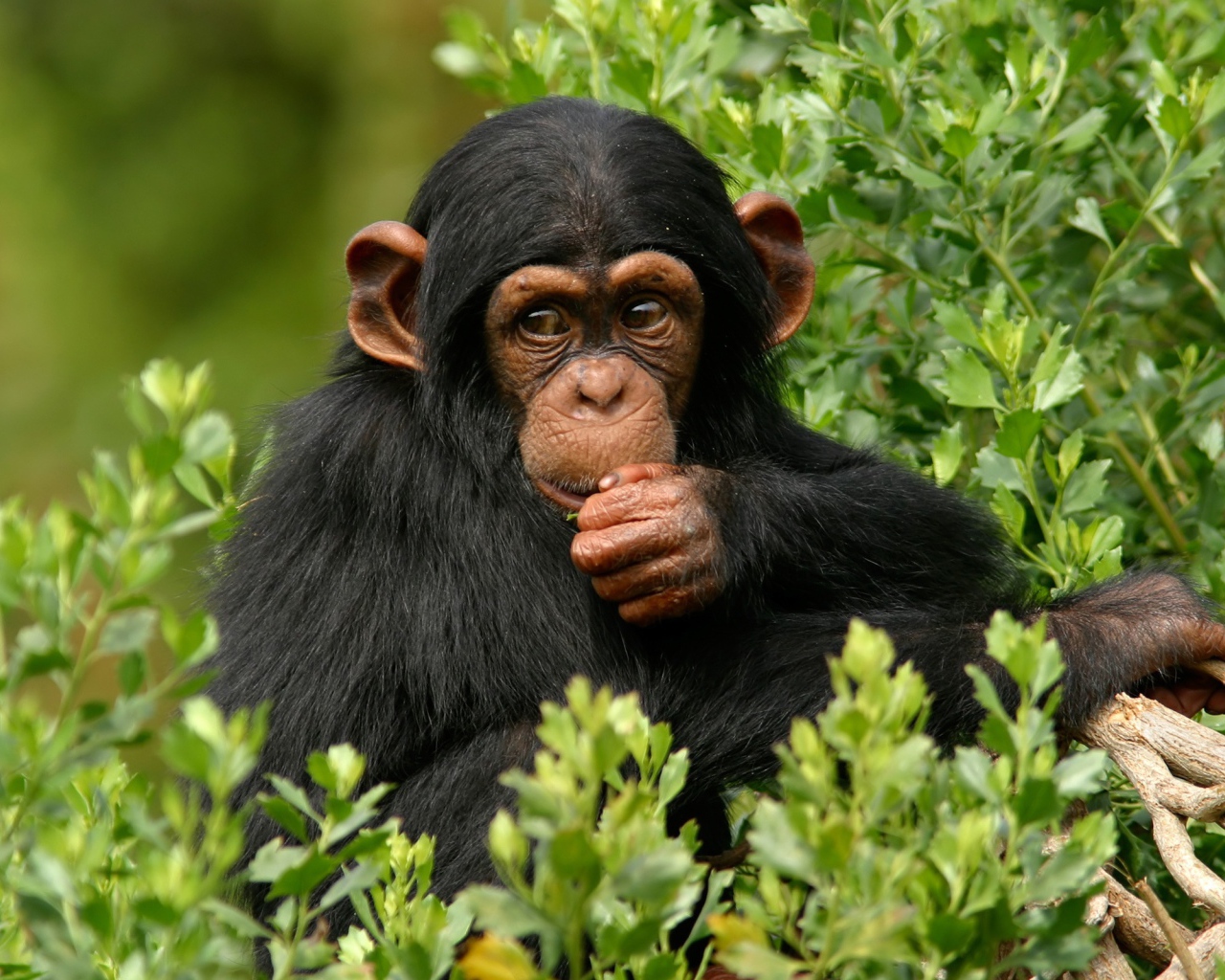 Chimpanzee in the wood
