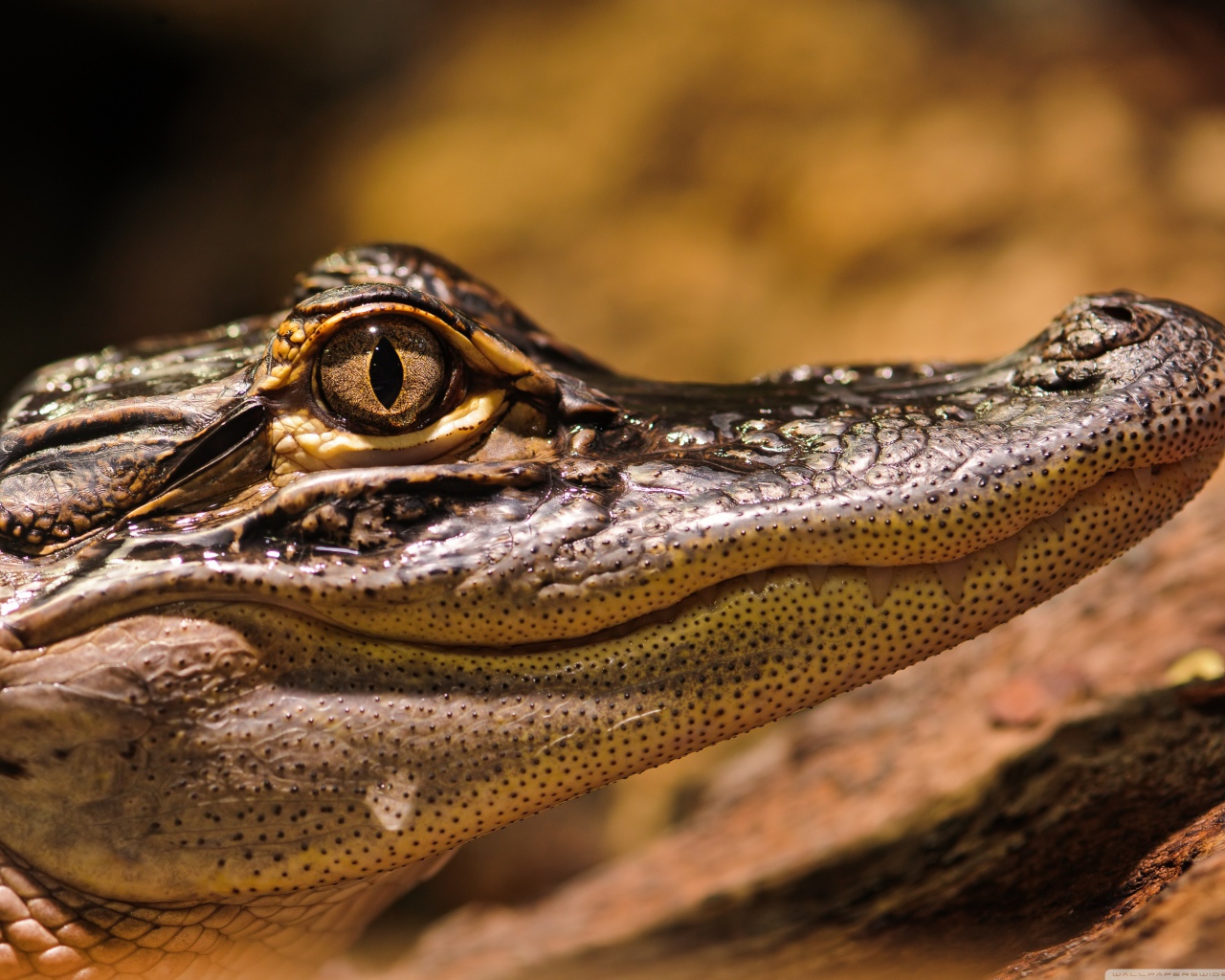 Американский аллигатор