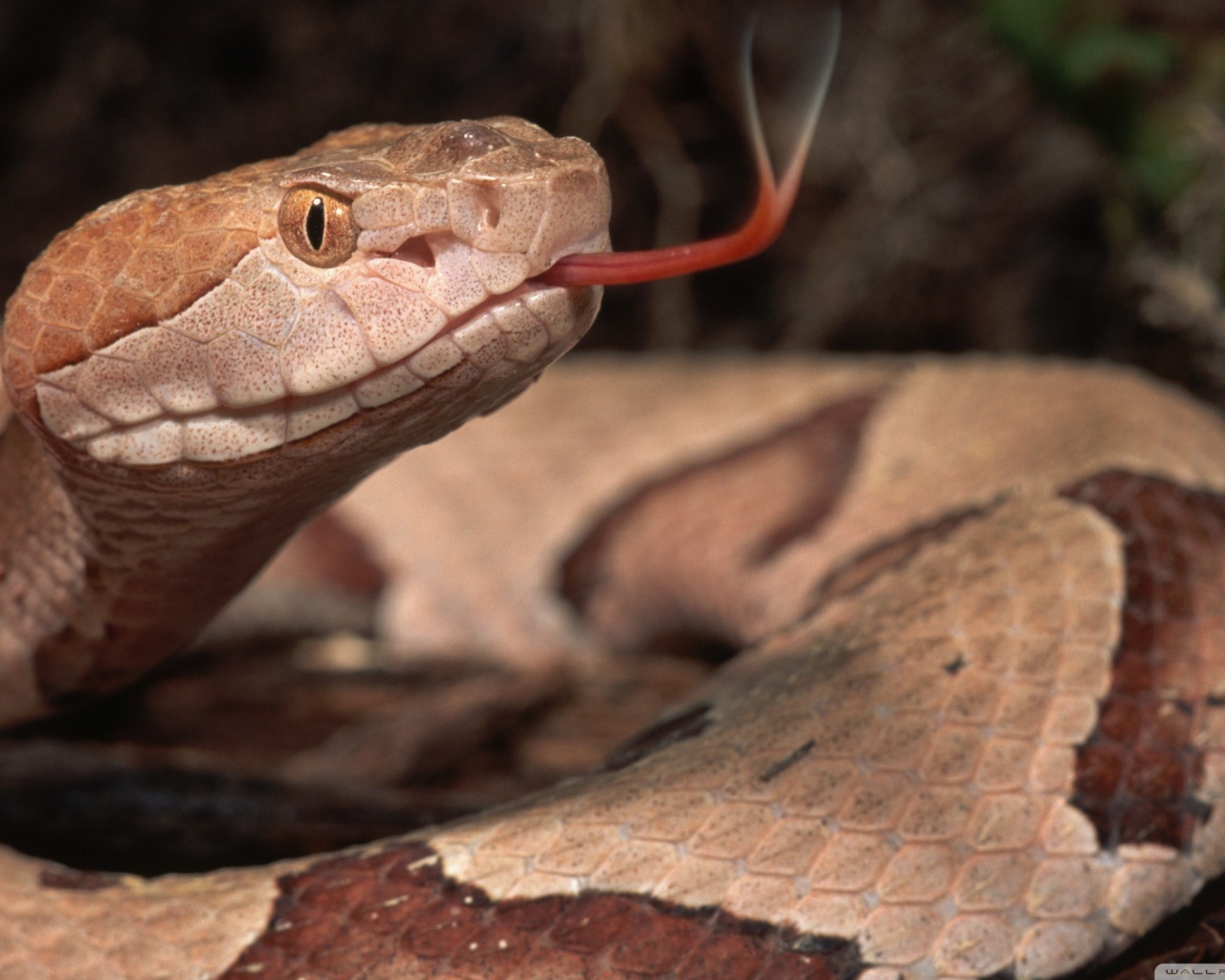 Коричневая змея