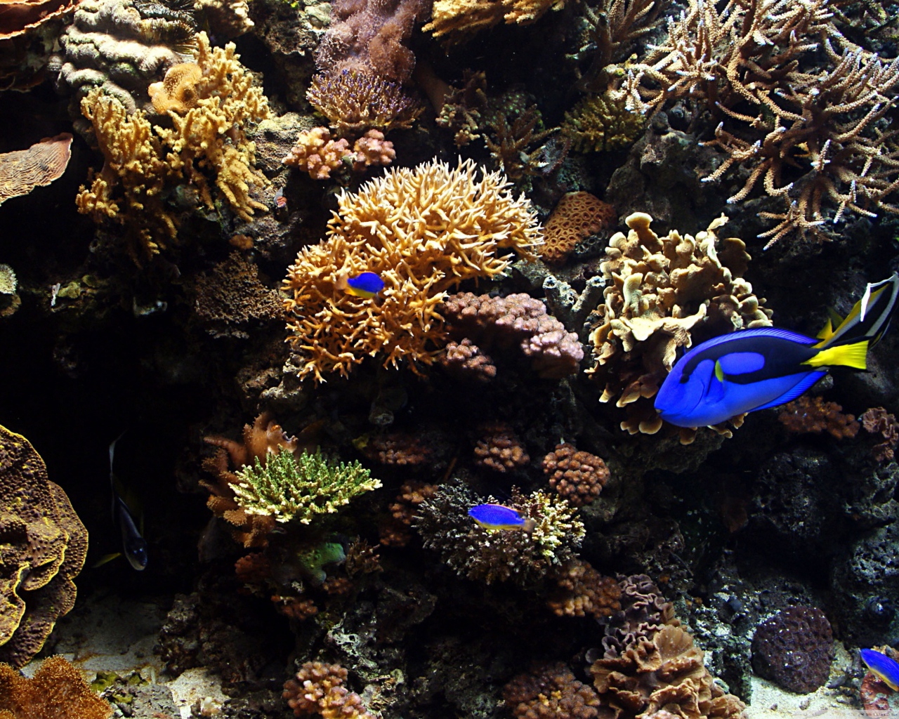 Аквариумные рыбы