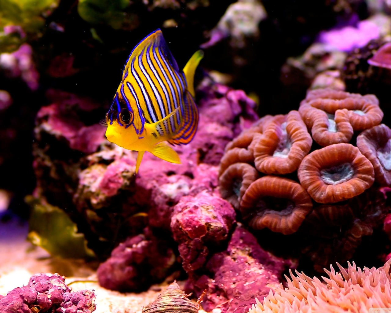 Полосатая рыбка