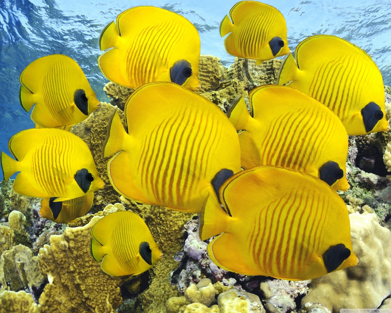 Мир под водой