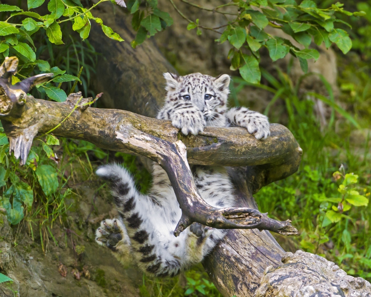 Маленький леопард в игре