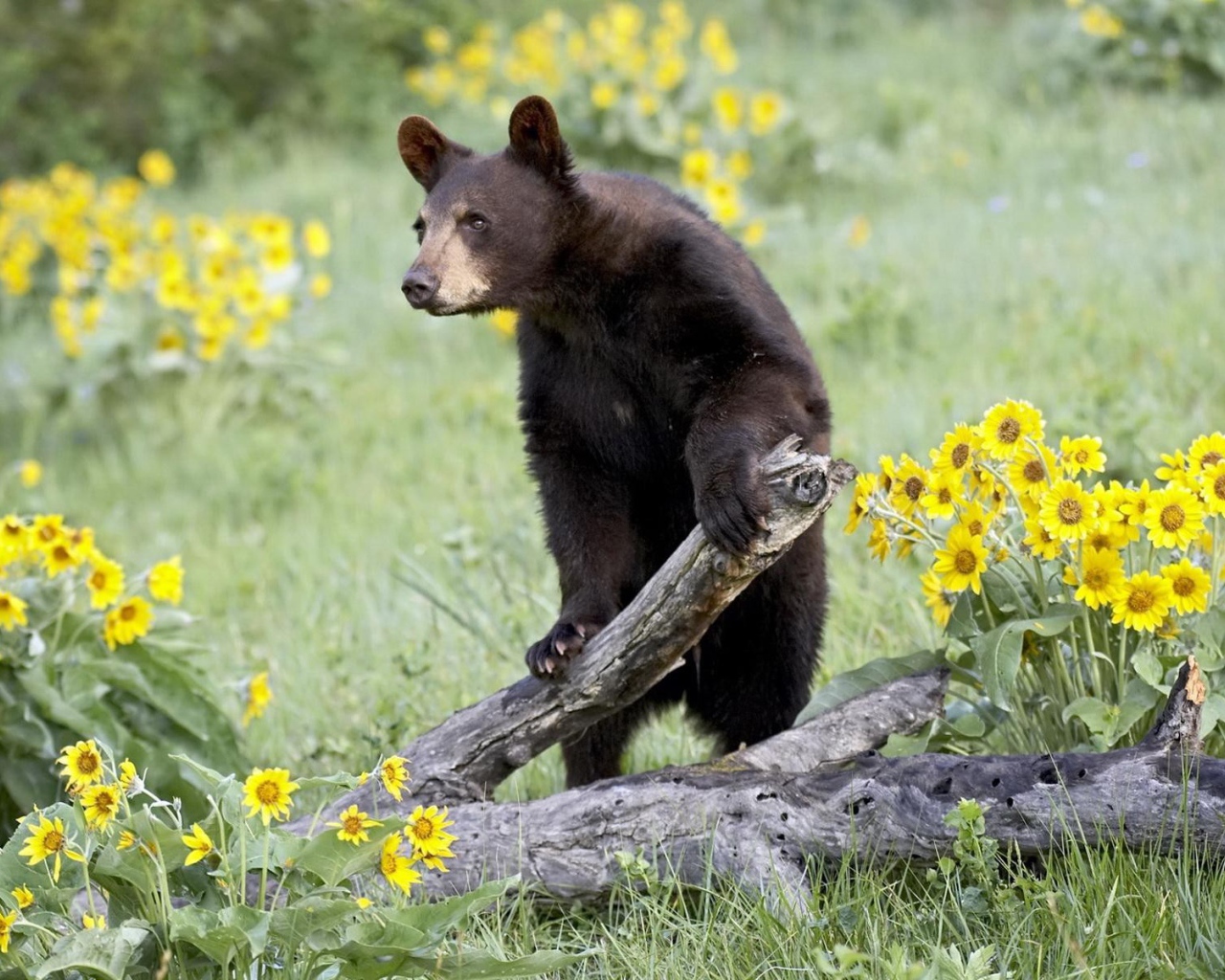 Медведь среди цветов