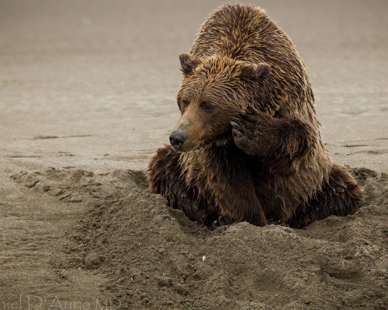 Медведь закапывается в песок