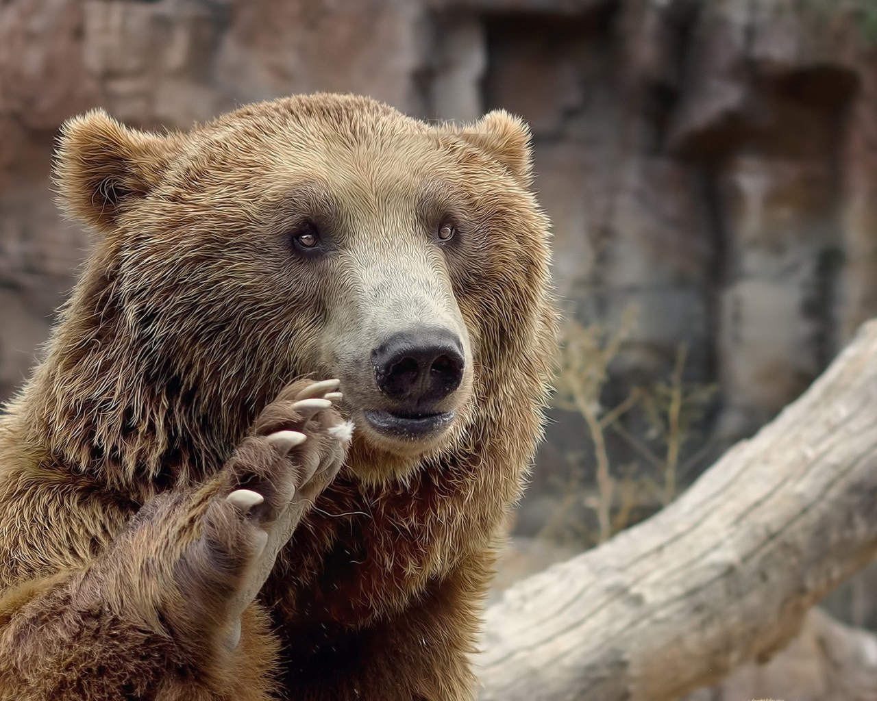 Медведь машет лапой