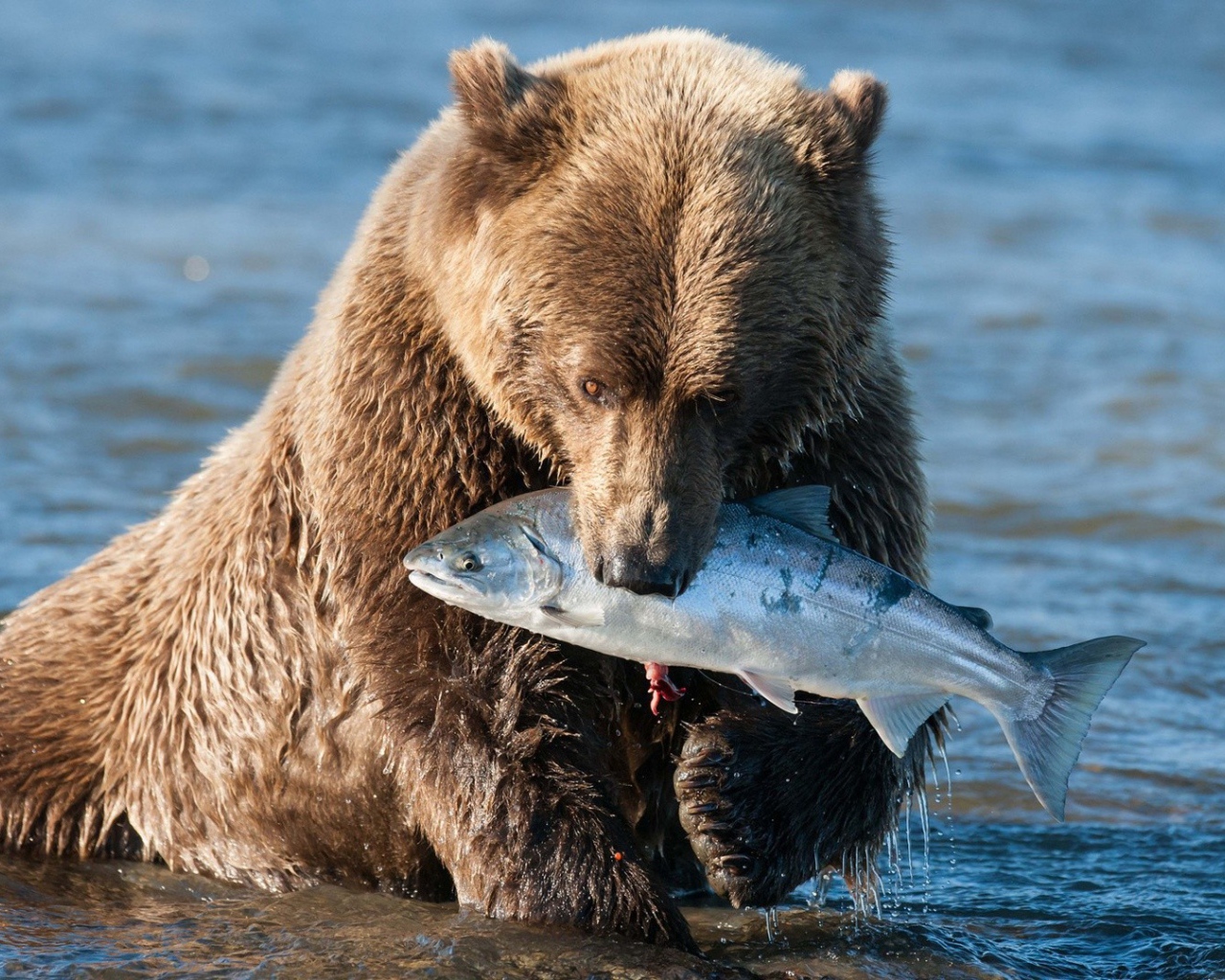 Рыба на завтрак