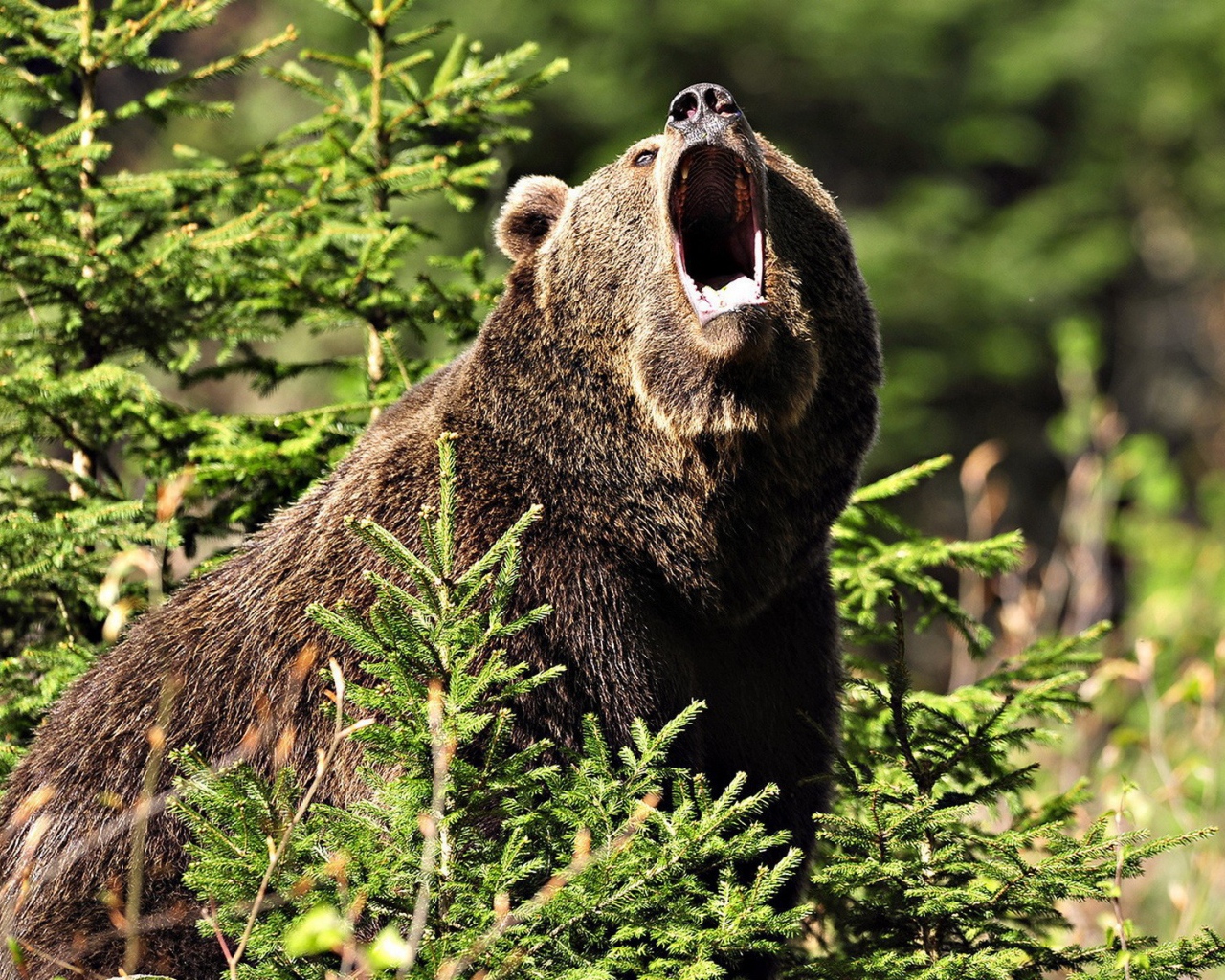 Медведь открыл пасть