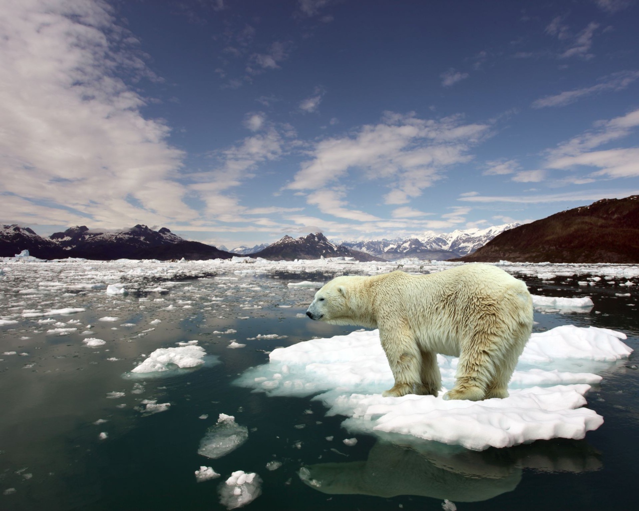 Белый медведь стоит на льдине