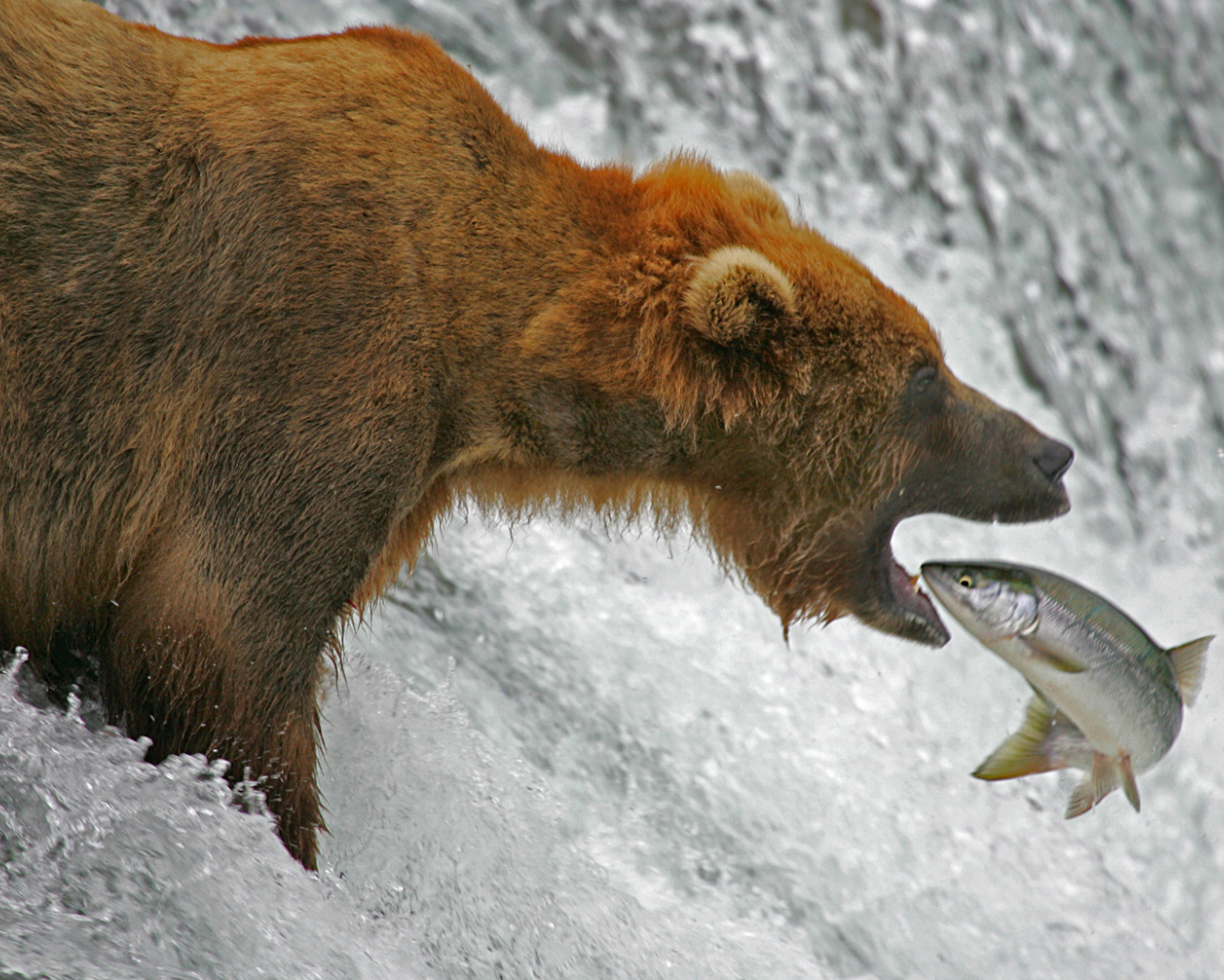Медведь ловит рыбу лосося