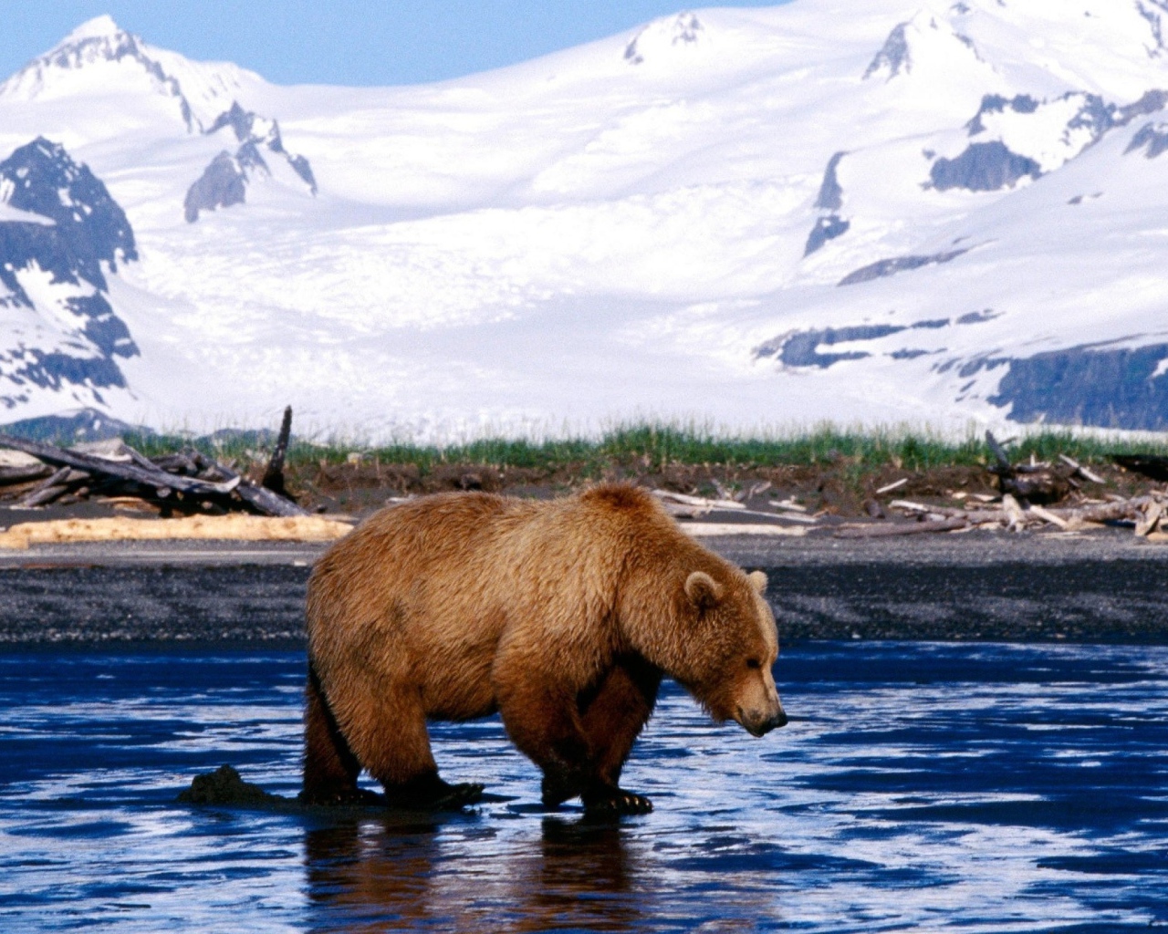 Медведь на льду