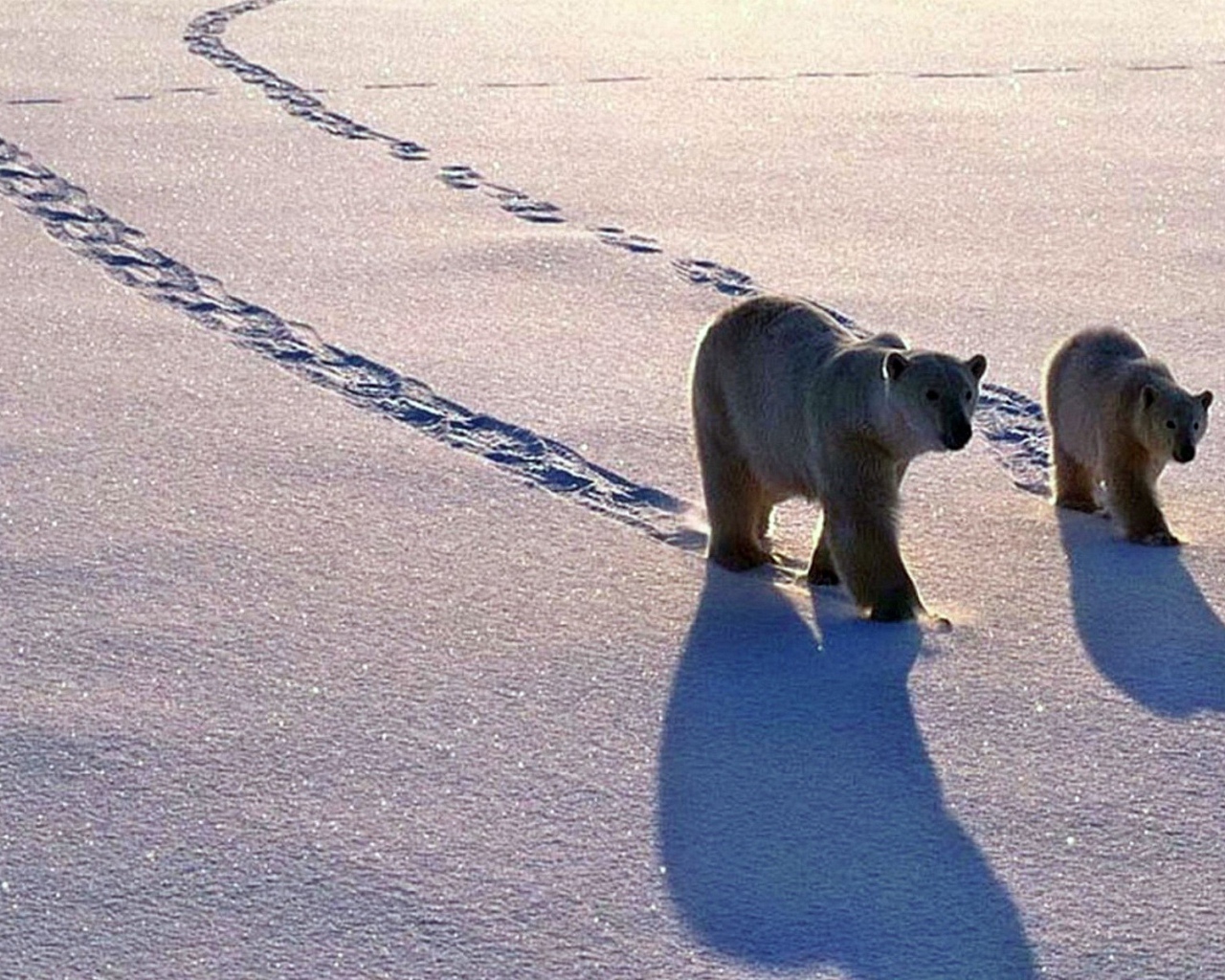Полярные медведь с медвежонком