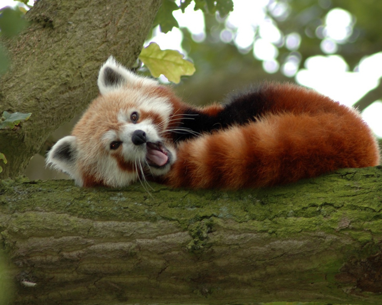 Животное бамбо