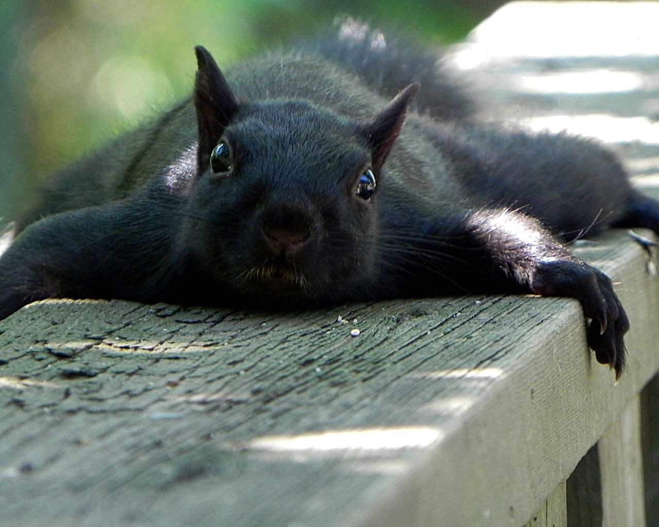 Черная белка