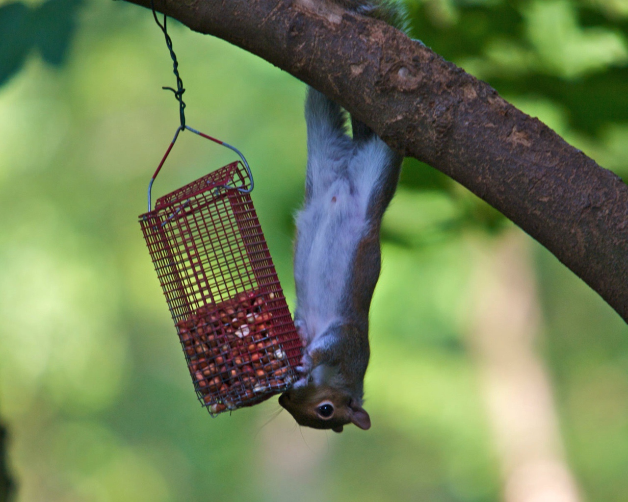 Белка и кормушка