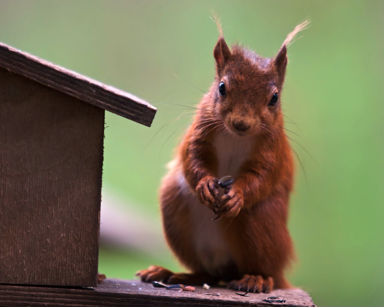 Белка у кормушки