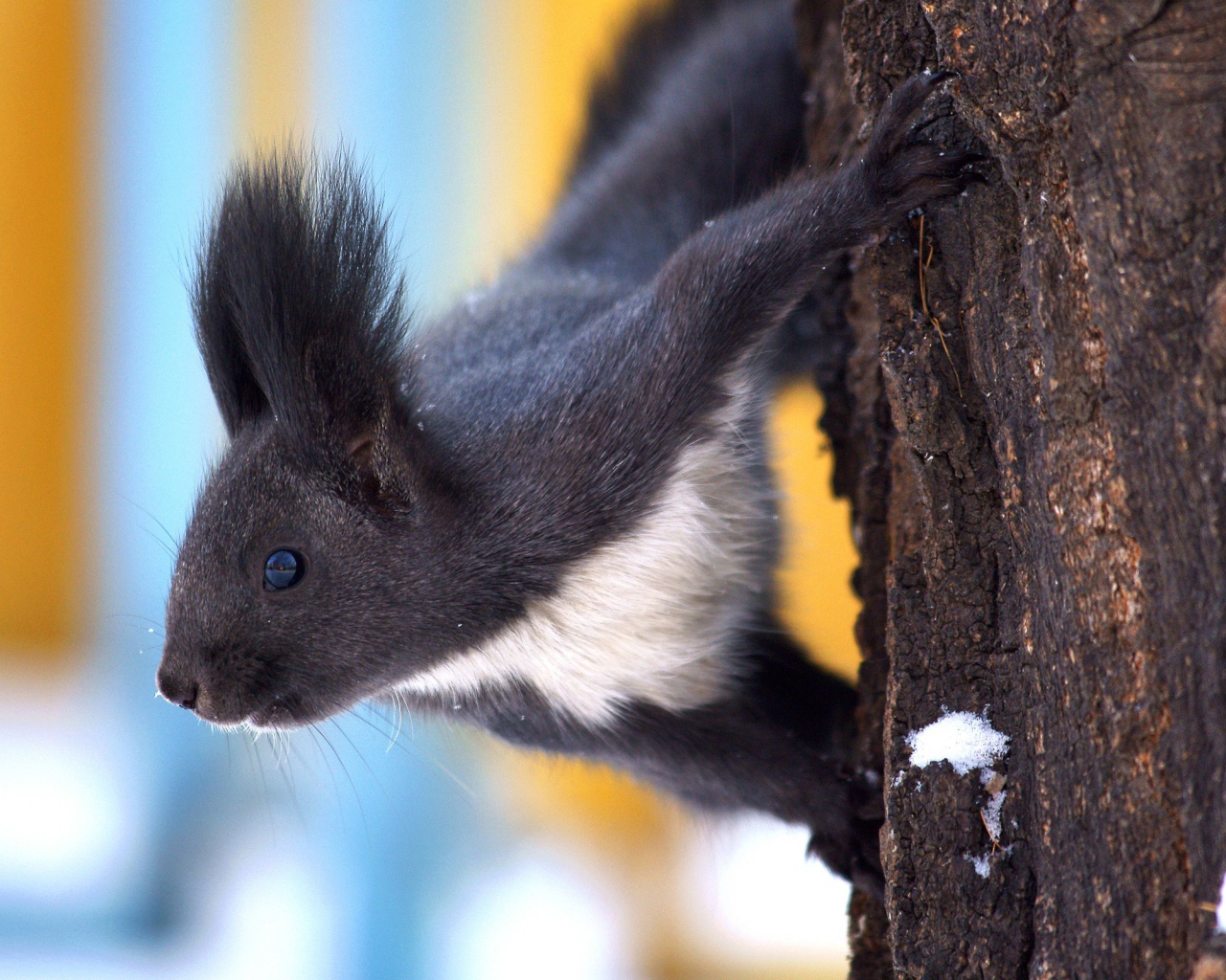 Белка в зимнем лесу