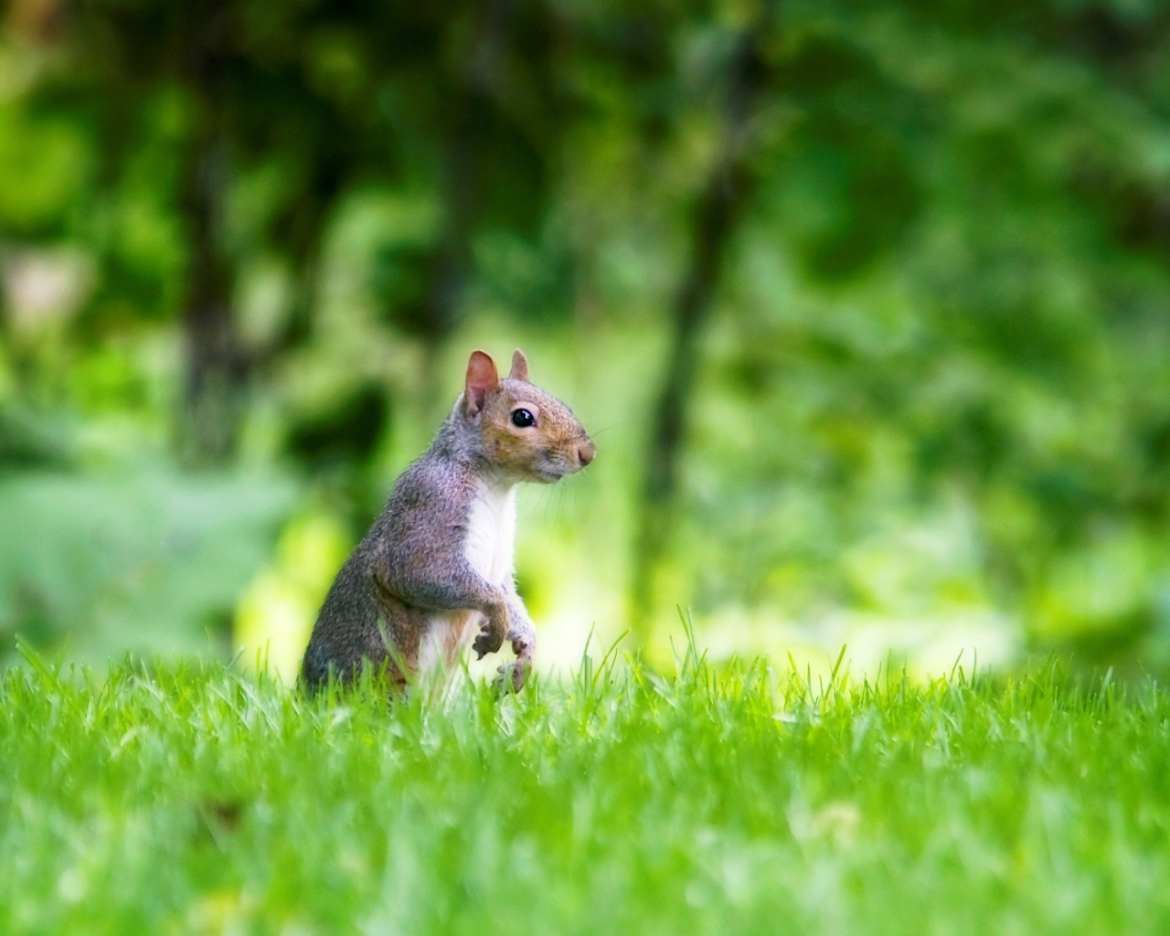 Белка в лесу