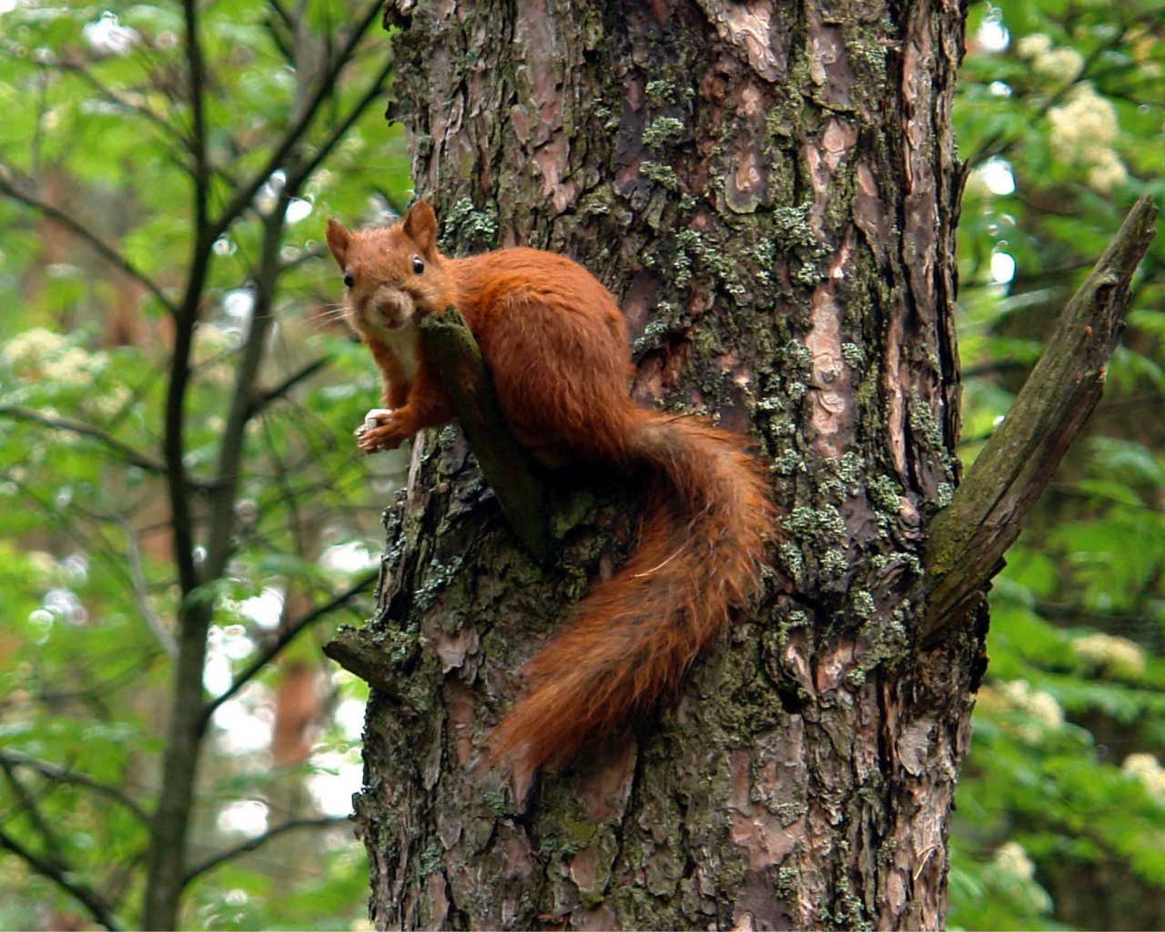 Белка на большом дереве