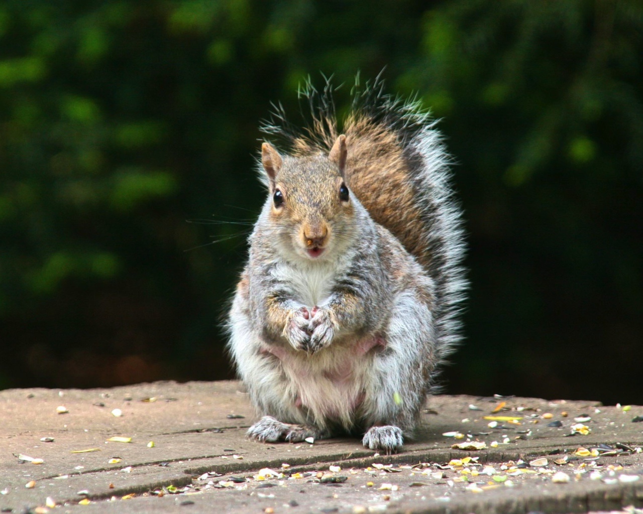 Белка на пне