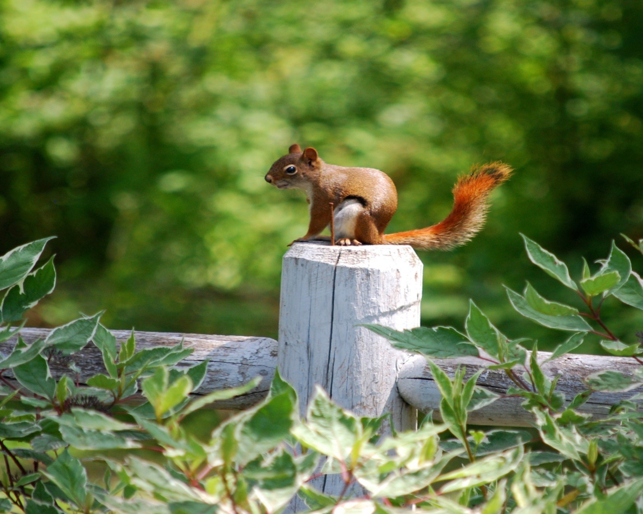 Белка на белом заборе