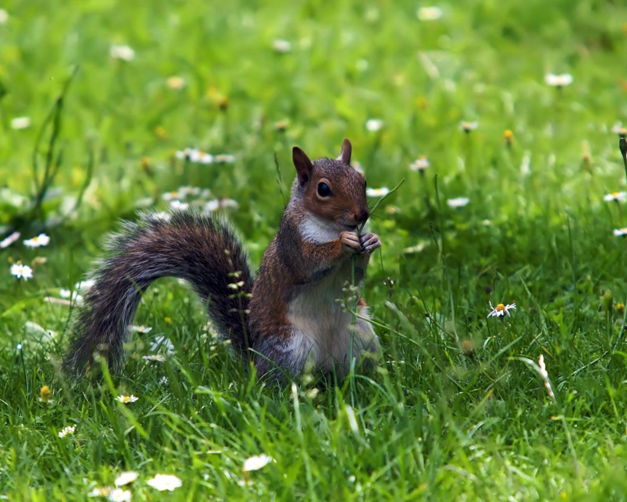 Белка с веточкой
