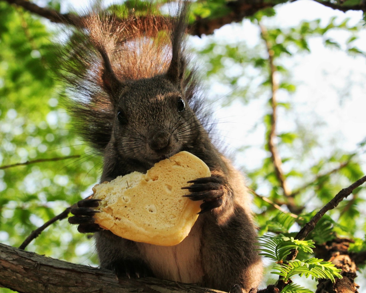  Белка с печеньем