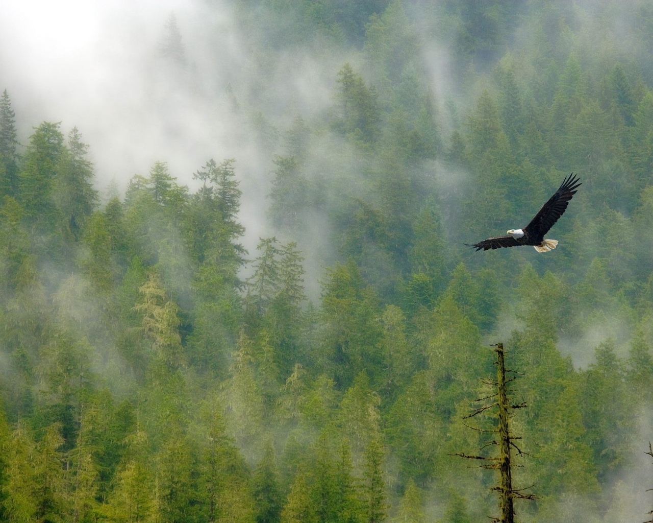 Орел парит над лесом