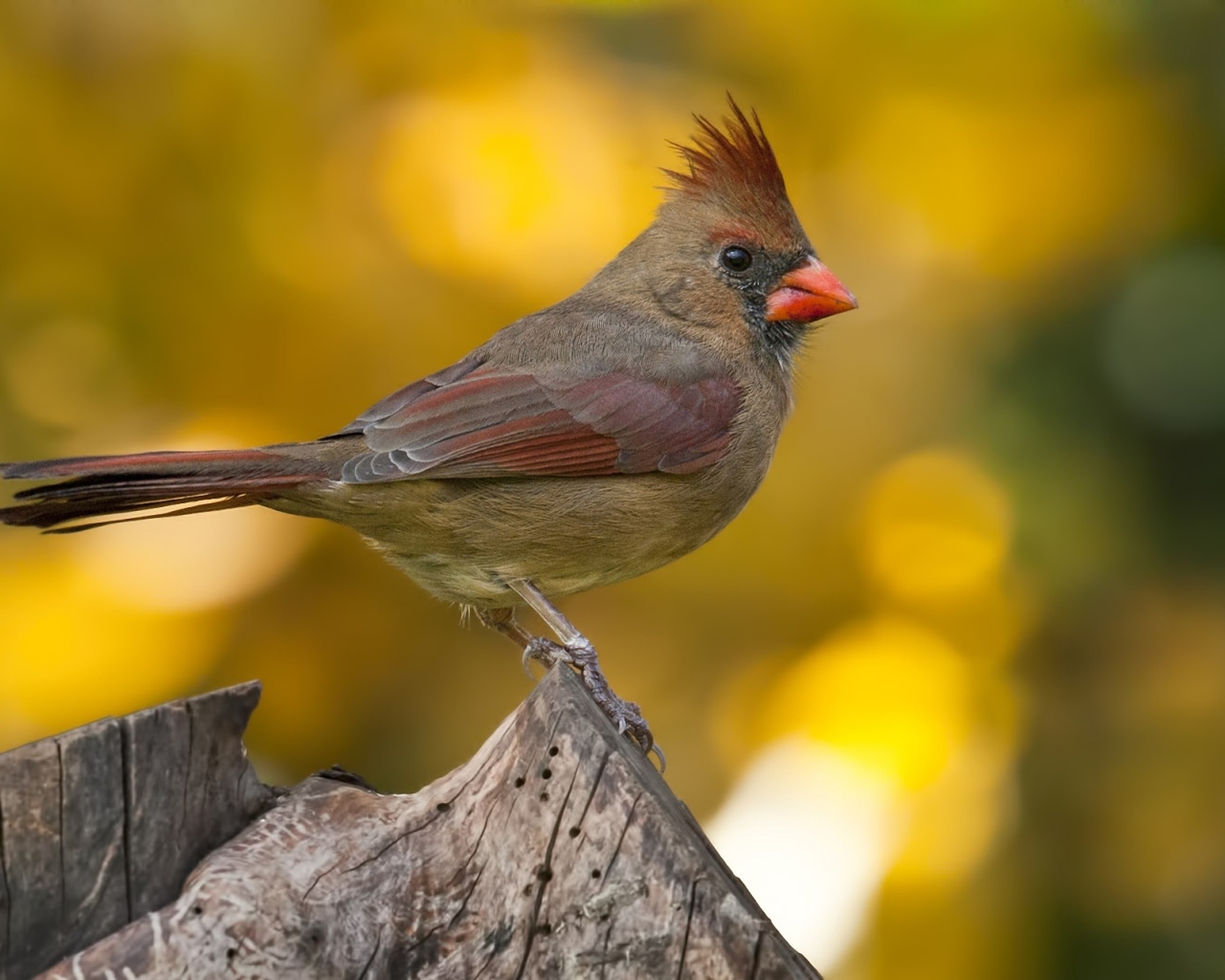 Птица Кардинал на пне