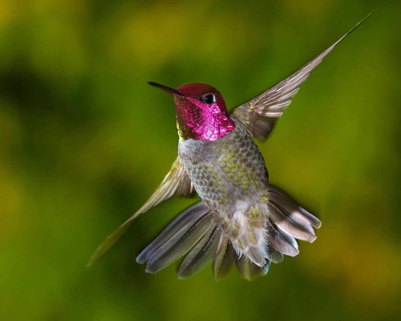 Птица Колибри с красной головой